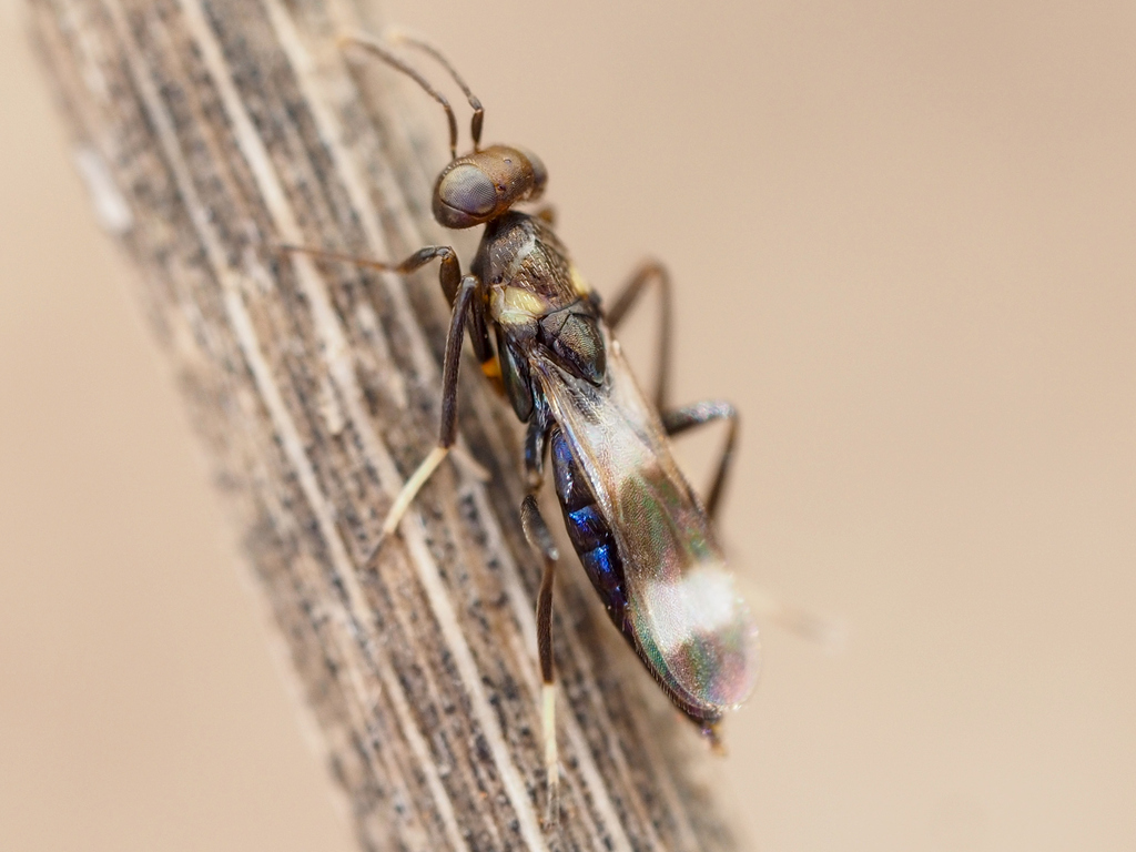 Meromyzobia
