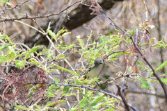 Vireo nelsoni