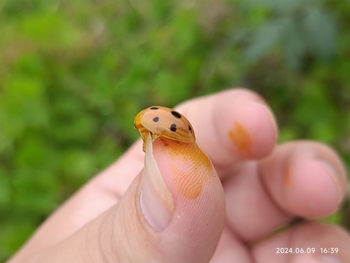 Oides decempunctata