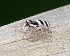 Salticus austinensis
