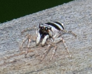 Salticus austinensis