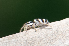 Salticus austinensis