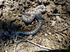 Leptodeira splendida