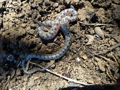 Leptodeira splendida