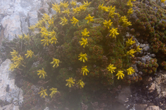 Saxifraga scleropoda