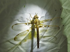 Neurocordulia xanthosoma