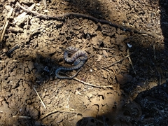 Leptodeira splendida