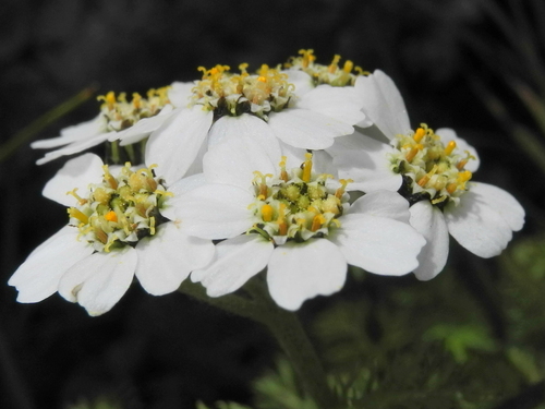 Achillea clusiana