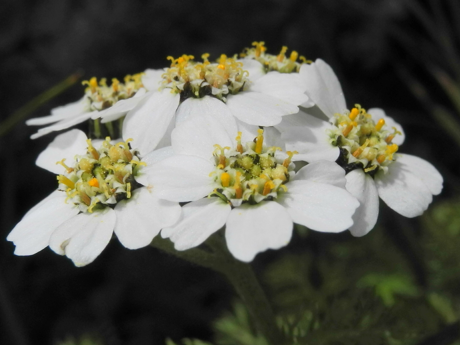 Achillea clusiana
