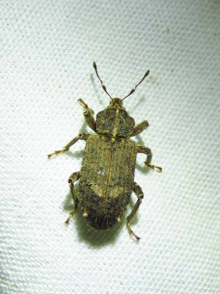 Vegetable Weevil