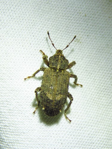 Vegetable Weevil