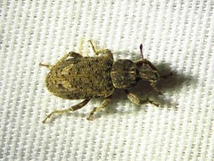 Listroderes difficilis