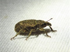 Listroderes difficilis