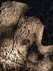 Leptodeira splendida