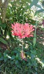 Hibiscus schizopetalus