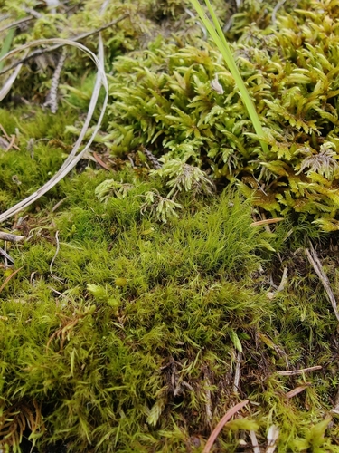 Image of Flexitrichum flexicaule by (c) carnifex, some rights reserved (CC BY)