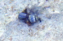 Echinolittorina ziczac