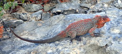 Central Bahamian Rock Iguana photo 5