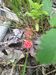 Fragaria vesca americana