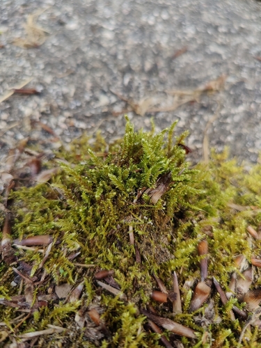 Image of Calliergonella lindbergii by (c) carnifex, some rights reserved (CC BY)