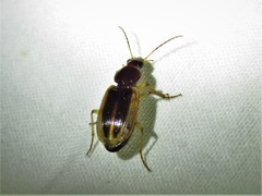 Agonum pallipes