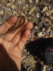 Tantilla