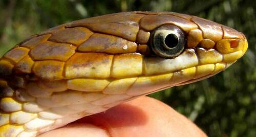 Yucatán White-lipped Snake