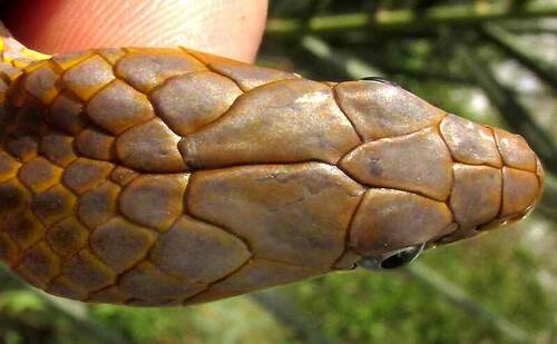 Yucatán White-lipped Snake