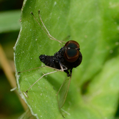 Chrysopilus basilaris