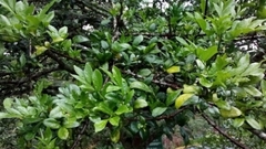 Trichilia havanensis