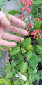 Lonicera sempervirens