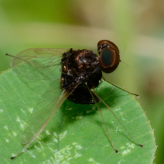 Chrysopilus basilaris