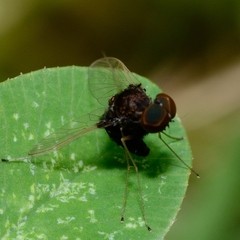 Chrysopilus basilaris