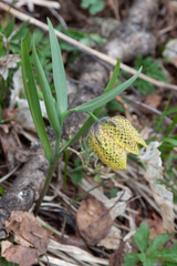 Fritillaria collina