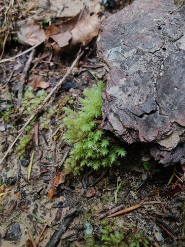 Image of Pohlia wahlenbergii by (c) carnifex, some rights reserved (CC BY)
