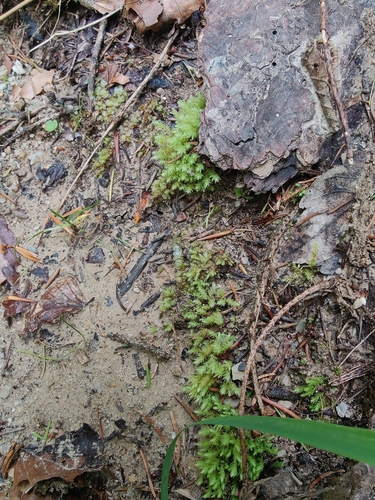 Image of Pohlia wahlenbergii by (c) carnifex, some rights reserved (CC BY)