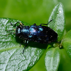 Chrysobothris chlorocephala