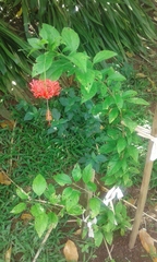 Hibiscus schizopetalus