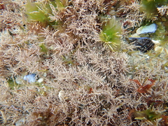 Lithothrix aspergillum