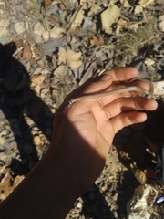 Tantilla