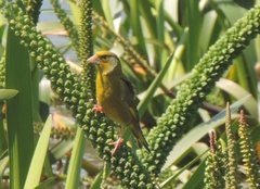 Chloris chloris