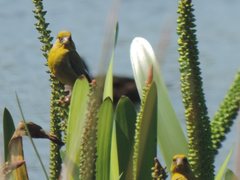Chloris chloris