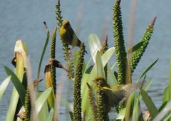 Chloris chloris