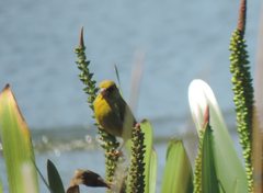 Chloris chloris