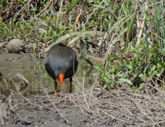 Gallinula tenebrosa