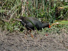 Gallinula tenebrosa