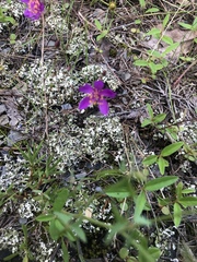 Phemeranthus calycinus