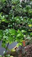 Trichilia havanensis