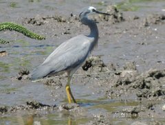 Egretta novaehollandiae
