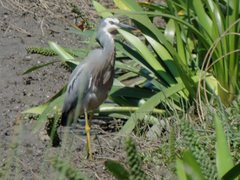 Egretta novaehollandiae
